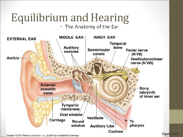 Equilibrium and Hearing • The Anatomy of the Ear Figure 9 -22 