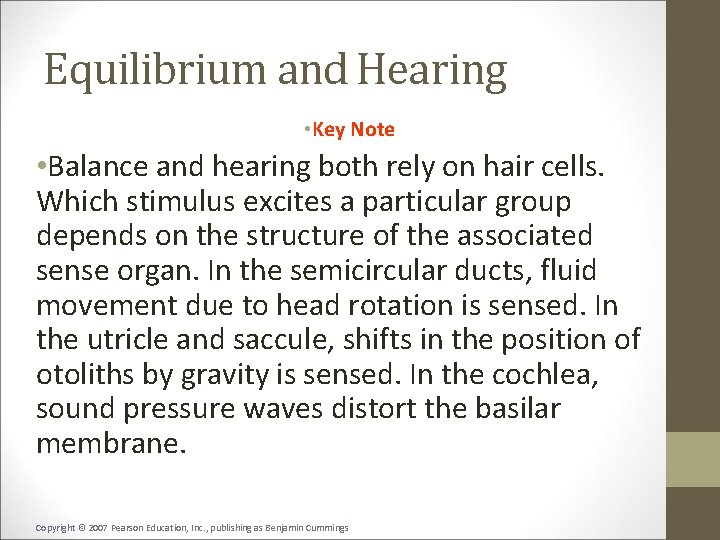 Equilibrium and Hearing • Key Note • Balance and hearing both rely on hair