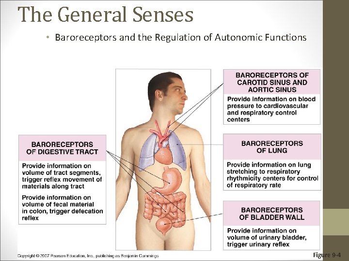 The General Senses • Baroreceptors and the Regulation of Autonomic Functions Figure 9 -4