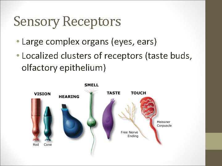 Sensory Receptors • Large complex organs (eyes, ears) • Localized clusters of receptors (taste