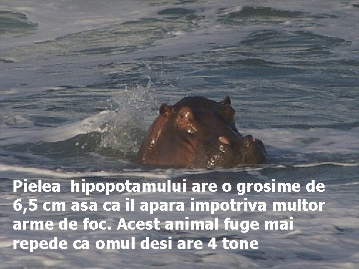 Pielea hipopotamului are o grosime de 6, 5 cm asa ca il apara impotriva