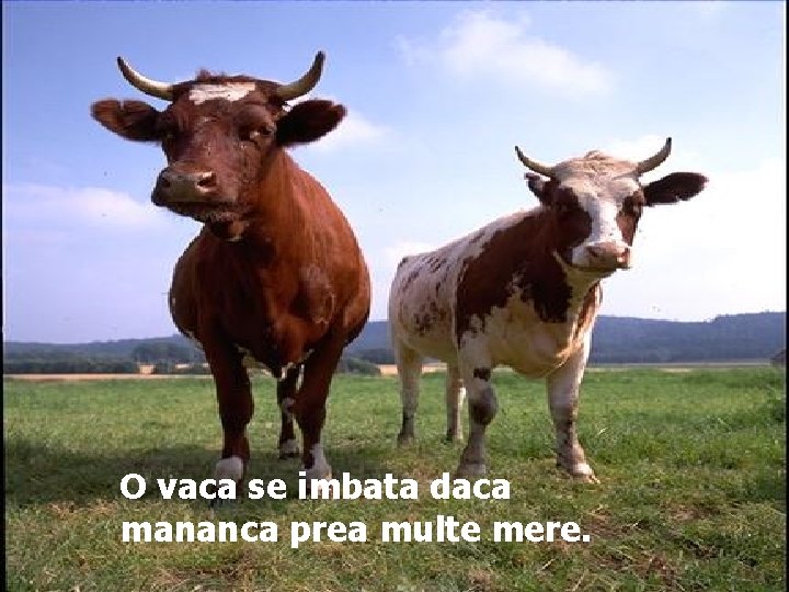 O vaca se imbata daca mananca prea multe mere. 