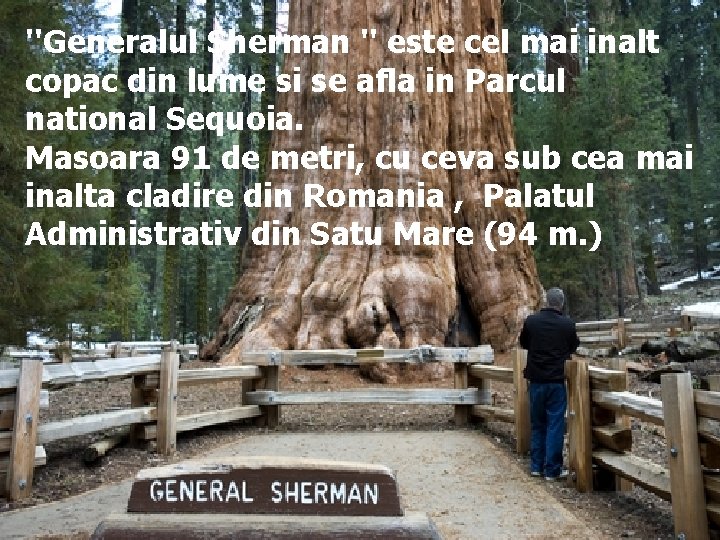 ''Generalul Sherman '' este cel mai inalt copac din lume si se afla in