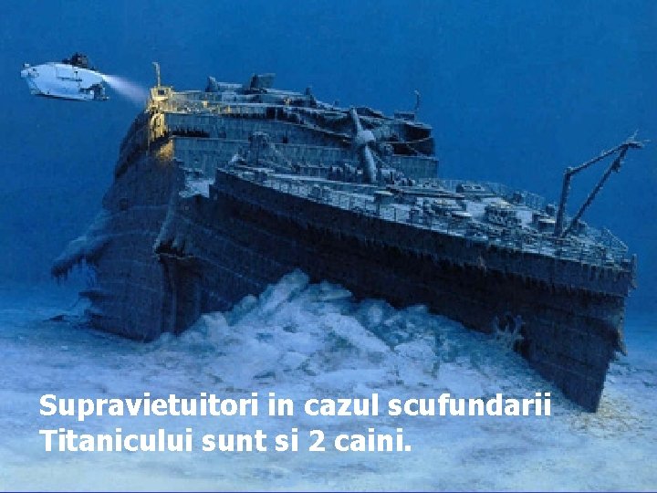 Supravietuitori in cazul scufundarii Titanicului sunt si 2 caini. 