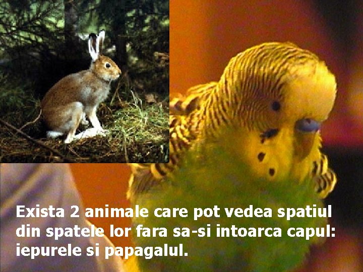 Exista 2 animale care pot vedea spatiul din spatele lor fara sa-si intoarca capul: