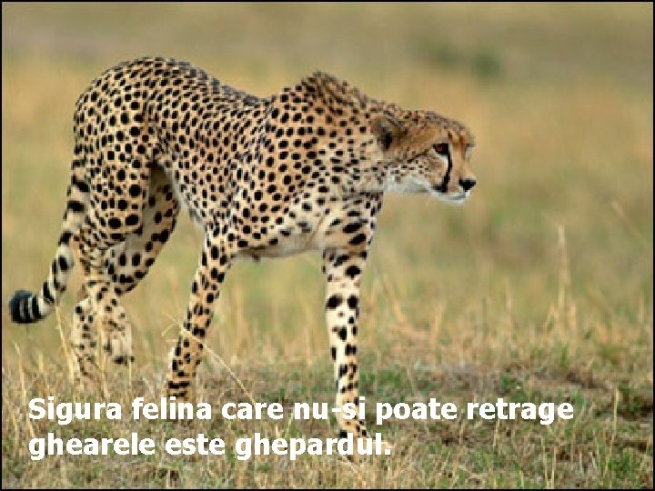 Sigura felina care nu-si poate retrage ghearele este ghepardul. 