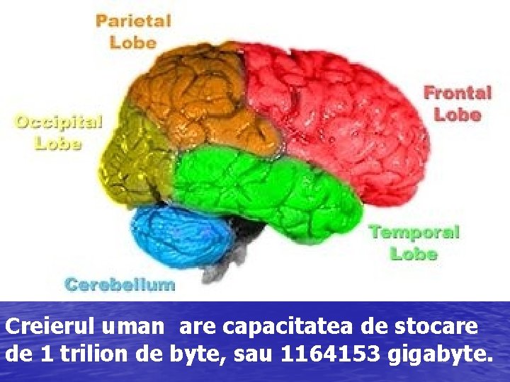 Creierul uman are capacitatea de stocare de 1 trilion de byte, sau 1164153 gigabyte.