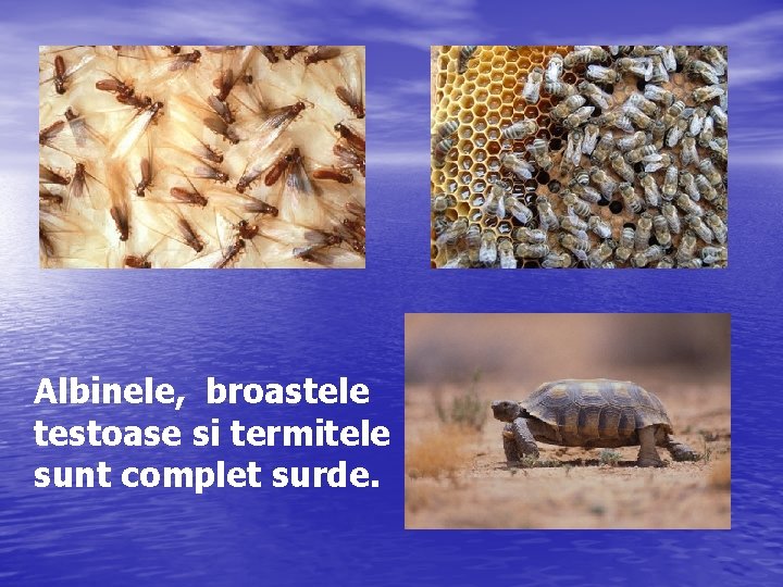 Albinele, broastele testoase si termitele sunt complet surde. 
