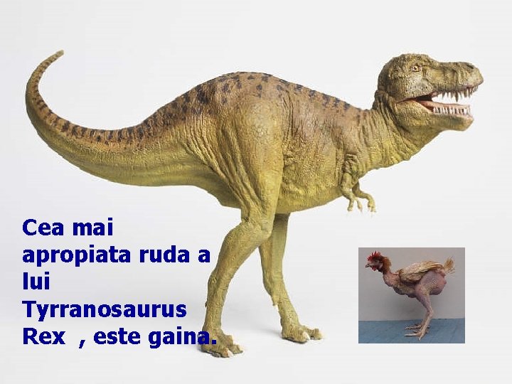 Cea mai apropiata ruda a lui Tyrranosaurus Rex , este gaina. 