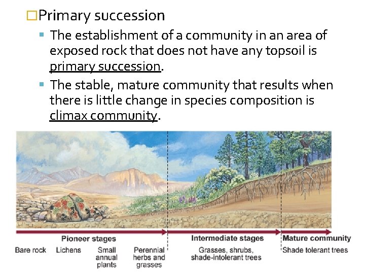 �Primary succession The establishment of a community in an area of exposed rock that