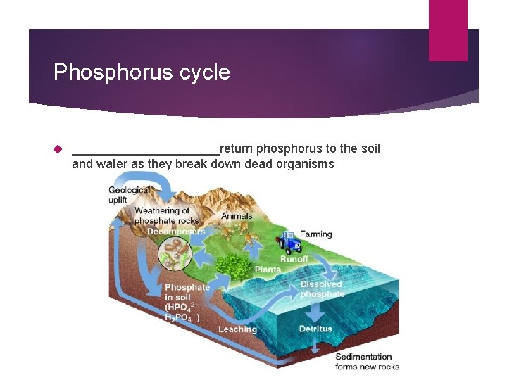 Phosphorus cycle ___________return phosphorus to the soil and water as they break down dead