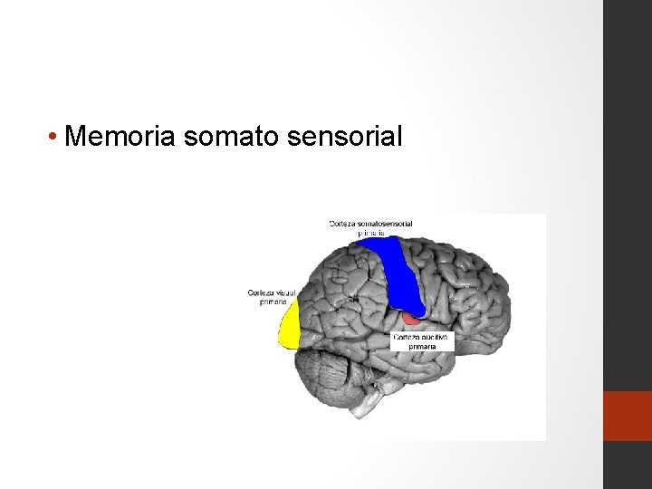  • Memoria somato sensorial 