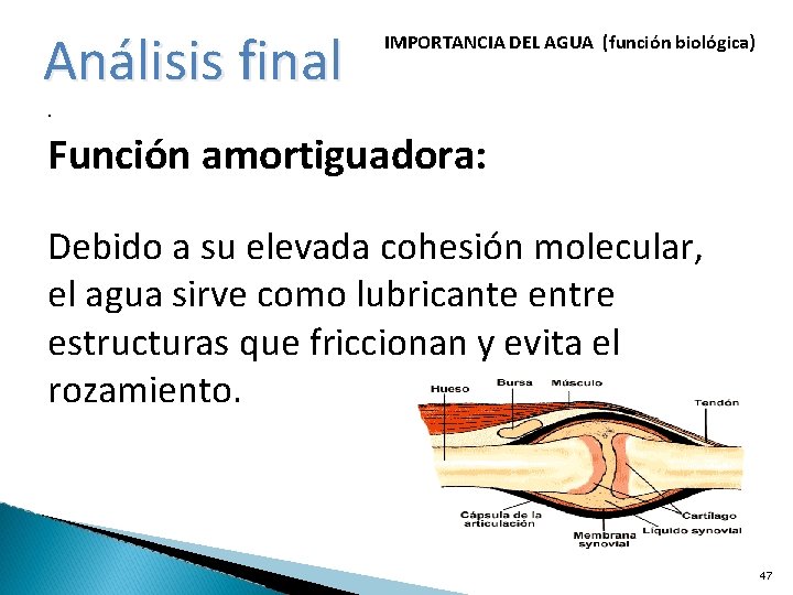 Análisis final IMPORTANCIA DEL AGUA (función biológica) · Función amortiguadora: Debido a su elevada