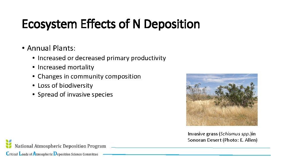 Ecosystem Effects of N Deposition • Annual Plants: • • • Increased or decreased