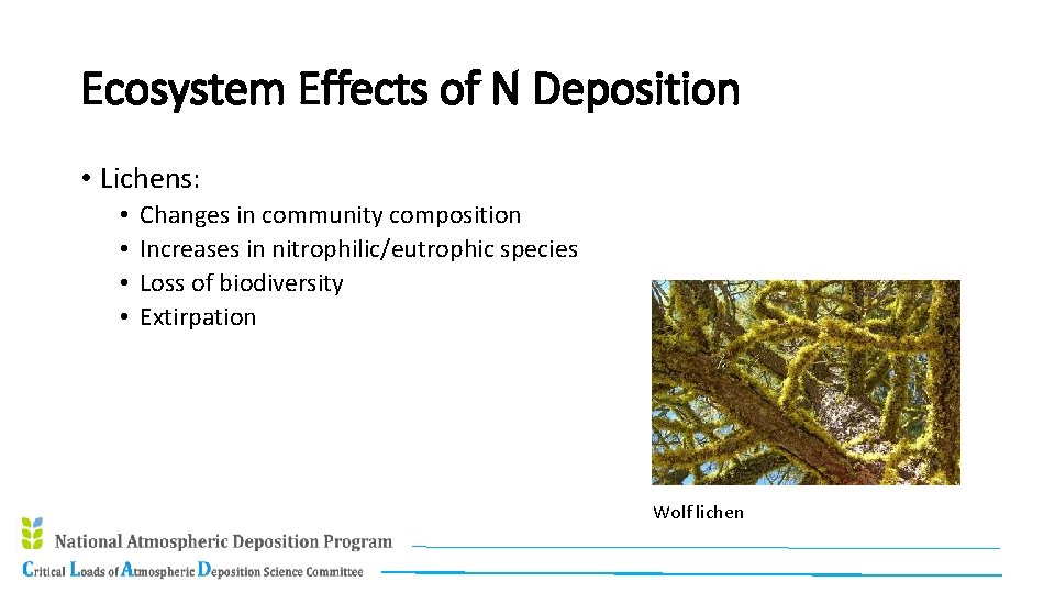 Ecosystem Effects of N Deposition • Lichens: • • Changes in community composition Increases