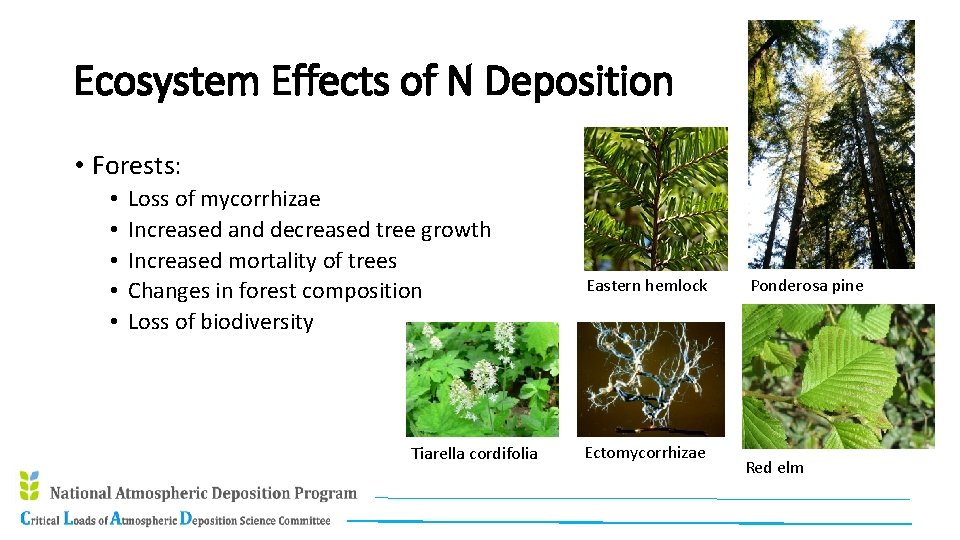 Ecosystem Effects of N Deposition • Forests: • • • Loss of mycorrhizae Increased