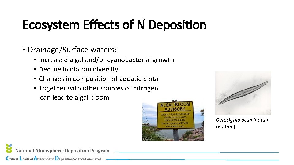 Ecosystem Effects of N Deposition • Drainage/Surface waters: • • Increased algal and/or cyanobacterial