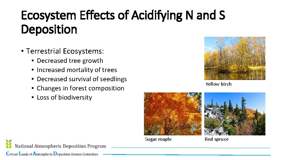 Ecosystem Effects of Acidifying N and S Deposition • Terrestrial Ecosystems: • • •