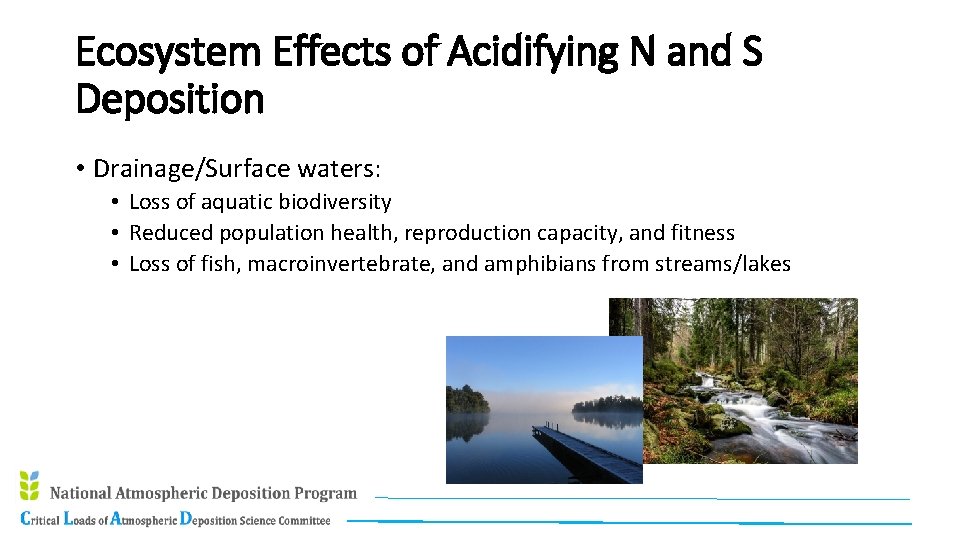 Ecosystem Effects of Acidifying N and S Deposition • Drainage/Surface waters: • Loss of