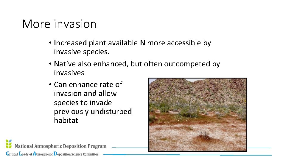 More invasion • Increased plant available N more accessible by invasive species. • Native