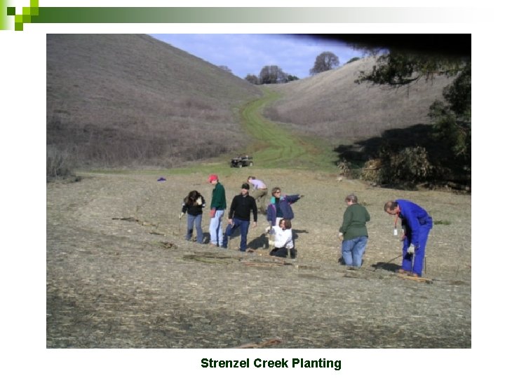 Strenzel Creek Planting 