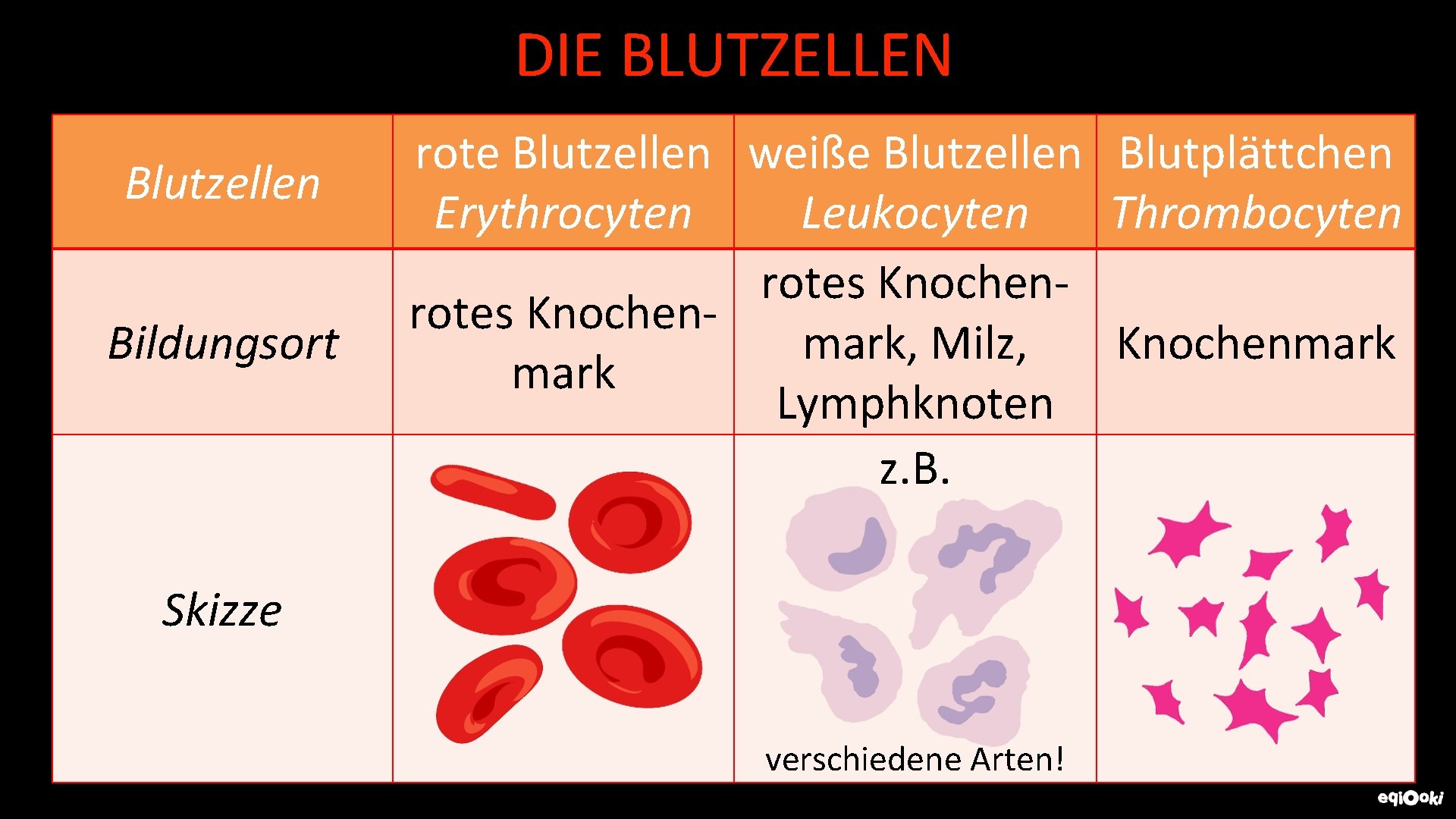 DIE BLUTZELLEN Blutzellen Bildungsort rote Blutzellen weiße Blutzellen Blutplättchen Erythrocyten Leukocyten Thrombocyten rotes Knochenmark,