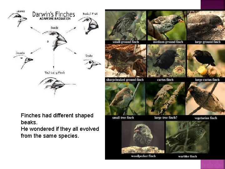 Finches had different shaped beaks. He wondered if they all evolved from the same