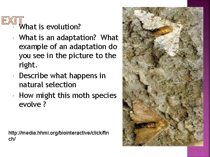  What is evolution? What is an adaptation? What example of an adaptation do