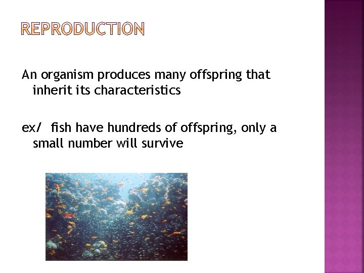 An organism produces many offspring that inherit its characteristics ex/ fish have hundreds of