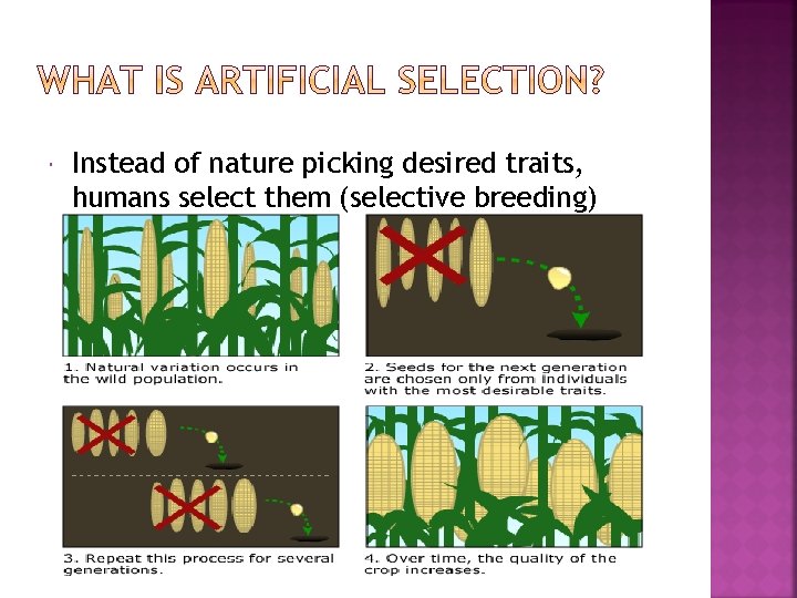  Instead of nature picking desired traits, humans select them (selective breeding) 