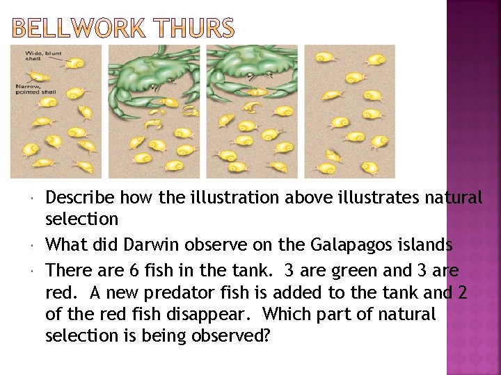  Describe how the illustration above illustrates natural selection What did Darwin observe on