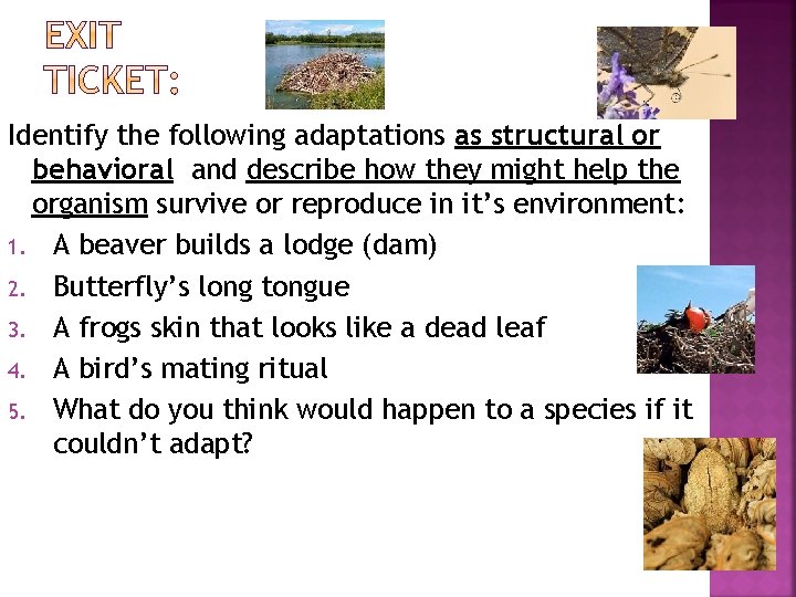 Identify the following adaptations as structural or behavioral and describe how they might help
