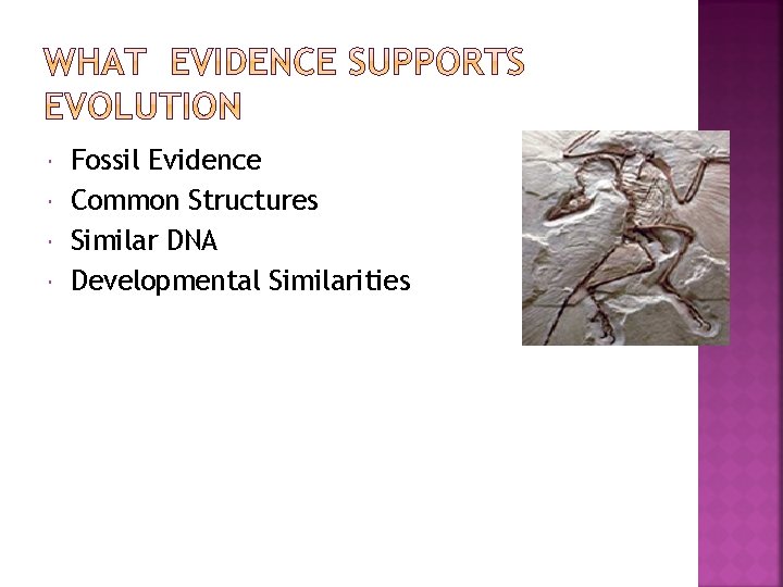  Fossil Evidence Common Structures Similar DNA Developmental Similarities 