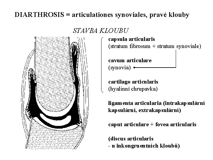 DIARTHROSIS = articulationes synoviales, pravé klouby STAVBA KLOUBU capsula articularis (stratum fibrosum + stratum