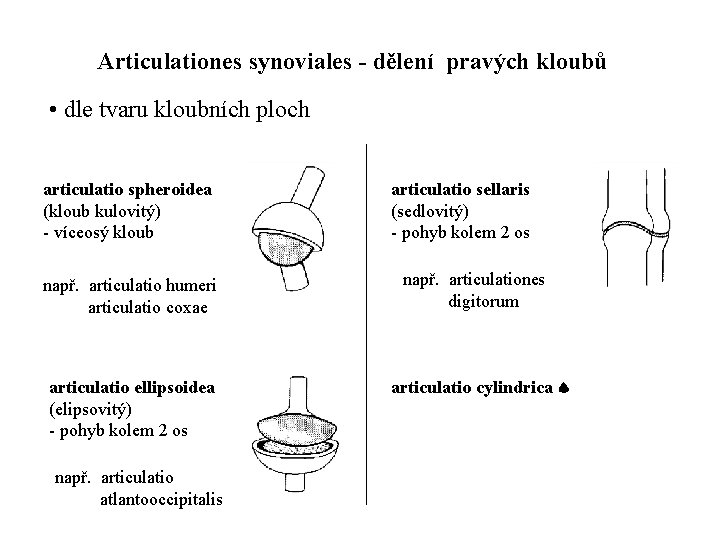 Articulationes synoviales - dělení pravých kloubů • dle tvaru kloubních ploch articulatio spheroidea (kloub