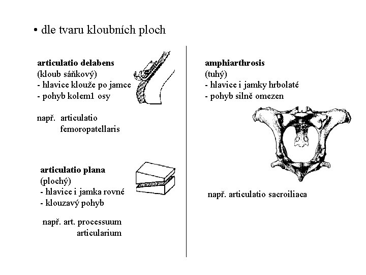  • dle tvaru kloubních ploch articulatio delabens (kloub sáňkový) - hlavice klouže po