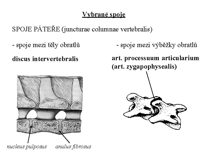 Vybrané spoje SPOJE PÁTEŘE (juncturae columnae vertebralis) - spoje mezi těly obratlů - spoje