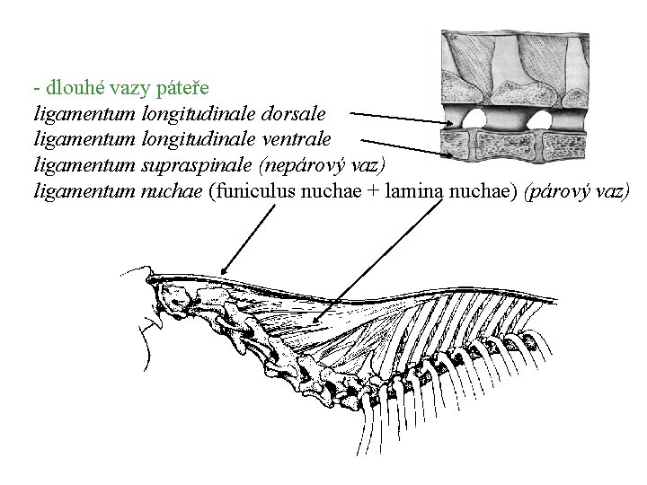 - dlouhé vazy páteře ligamentum longitudinale dorsale ligamentum longitudinale ventrale ligamentum supraspinale (nepárový vaz)