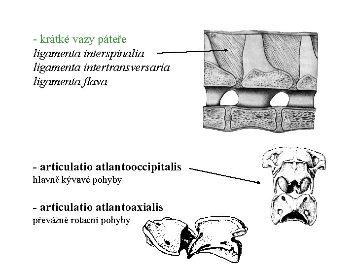 - krátké vazy páteře ligamenta interspinalia ligamenta intertransversaria ligamenta flava - articulatio atlantooccipitalis hlavně