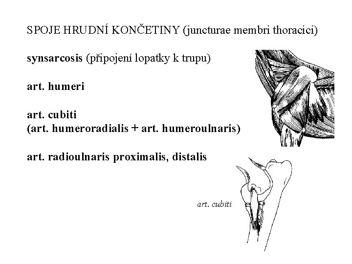 SPOJE HRUDNÍ KONČETINY (juncturae membri thoracici) synsarcosis (připojení lopatky k trupu) art. humeri art.