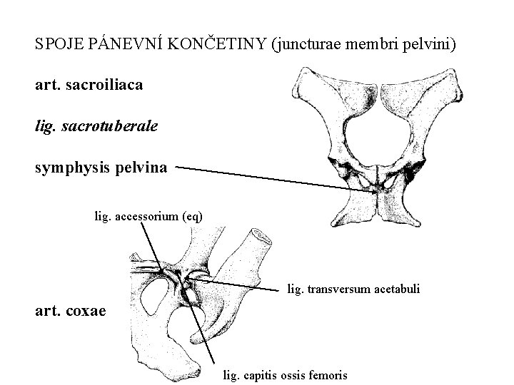 SPOJE PÁNEVNÍ KONČETINY (juncturae membri pelvini) art. sacroiliaca lig. sacrotuberale symphysis pelvina lig. accessorium