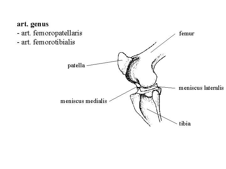 art. genus - art. femoropatellaris - art. femorotibialis femur patella meniscus lateralis meniscus medialis