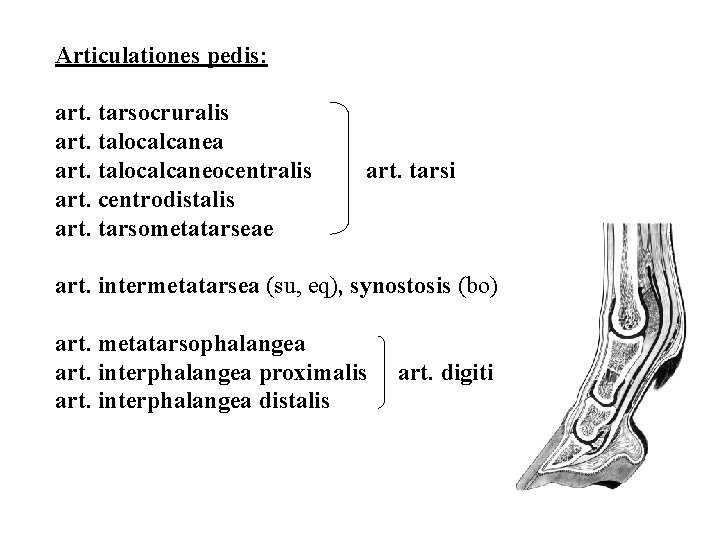 Articulationes pedis: art. tarsocruralis art. talocalcanea art. talocalcaneocentralis art. centrodistalis art. tarsometatarseae art. tarsi