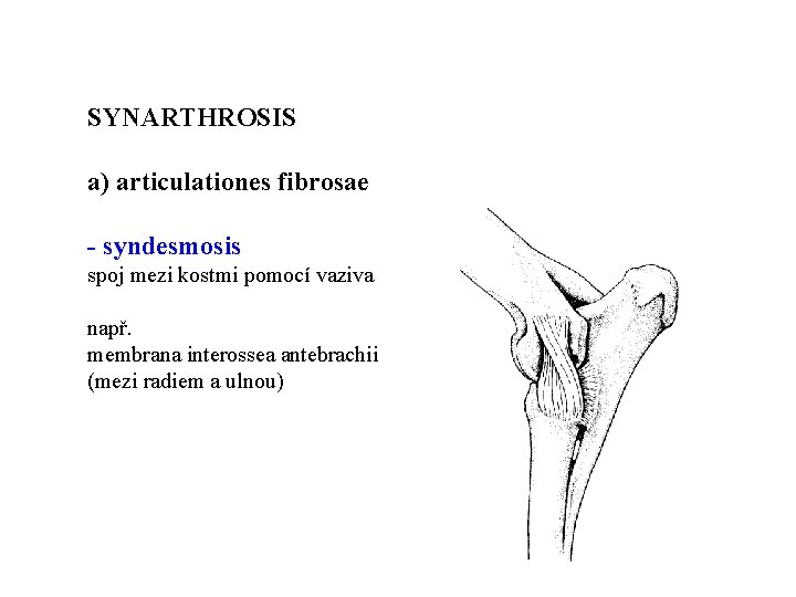 SYNARTHROSIS a) articulationes fibrosae - syndesmosis spoj mezi kostmi pomocí vaziva např. membrana interossea