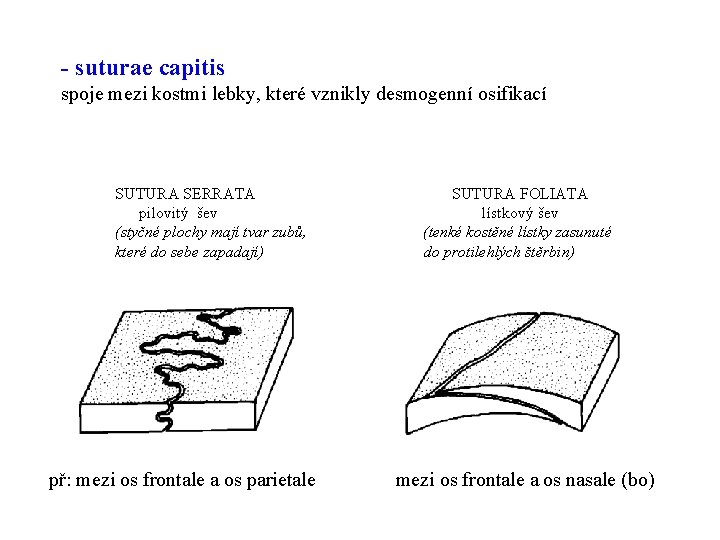 - suturae capitis spoje mezi kostmi lebky, které vznikly desmogenní osifikací SUTURA SERRATA pilovitý