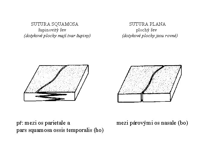 SUTURA SQUAMOSA šupinovitý šev (dotykové plochy mají tvar šupiny) př: mezi os parietale a