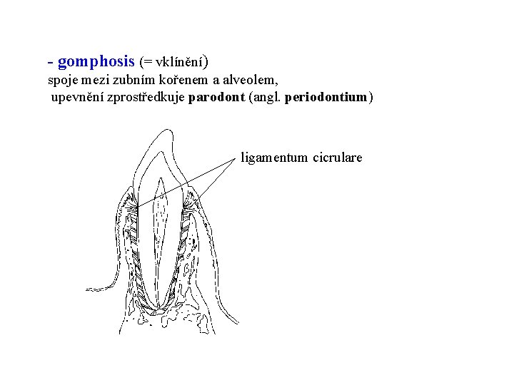 - gomphosis (= vklínění) spoje mezi zubním kořenem a alveolem, upevnění zprostředkuje parodont (angl.