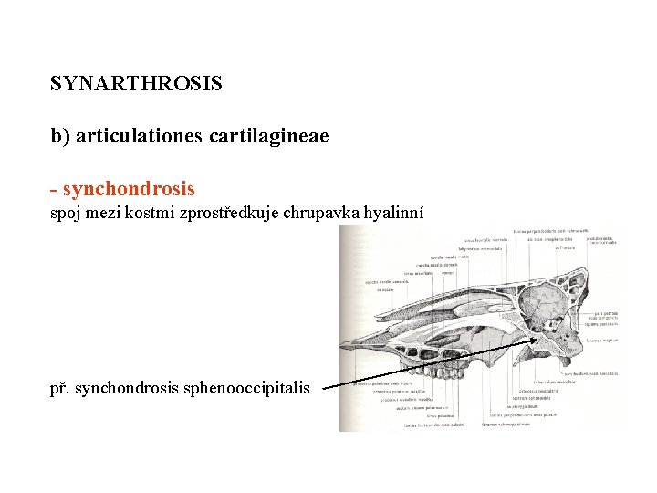 SYNARTHROSIS b) articulationes cartilagineae - synchondrosis spoj mezi kostmi zprostředkuje chrupavka hyalinní př. synchondrosis