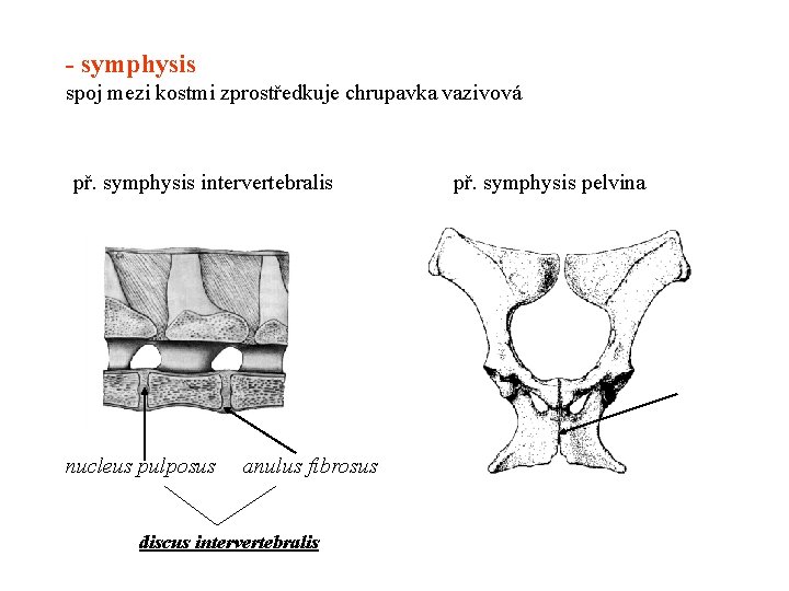 - symphysis spoj mezi kostmi zprostředkuje chrupavka vazivová př. symphysis intervertebralis nucleus pulposus anulus