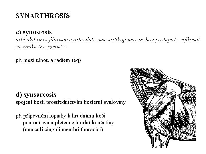 SYNARTHROSIS c) synostosis articulationes fibrosae a articulationes cartilagineae mohou postupně osifikovat za vzniku tzv.